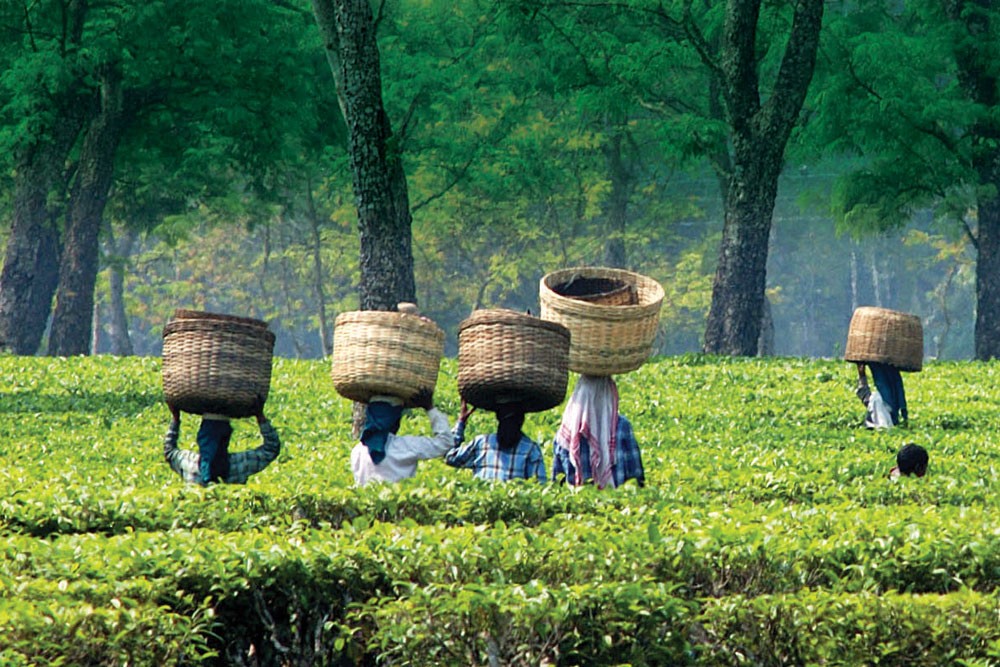 Multi-day Health Camp in Assam (2025)